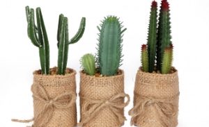 Cactus in Hessian Pot 5x5x15cm